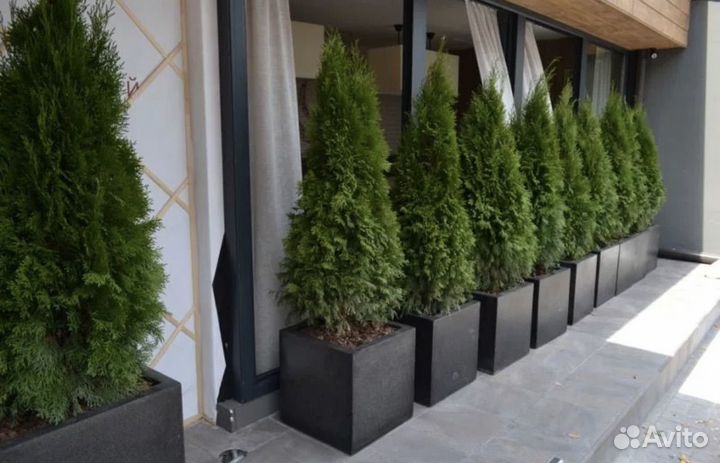 Растения с кашпо для оформления