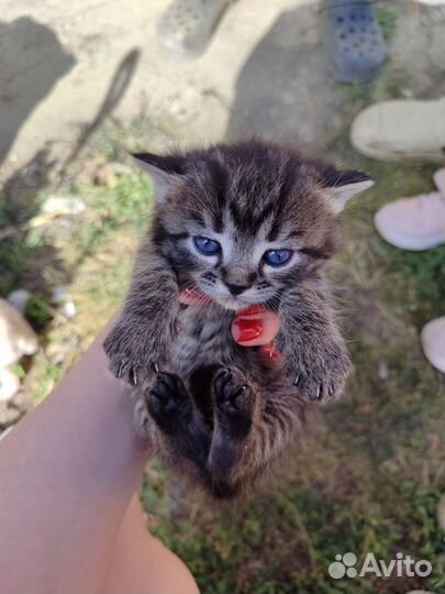 Котики в добрые руки