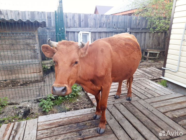 Продаю корову