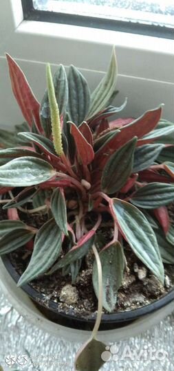 Комнатные растения