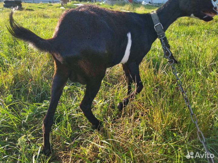 Козы на молоко