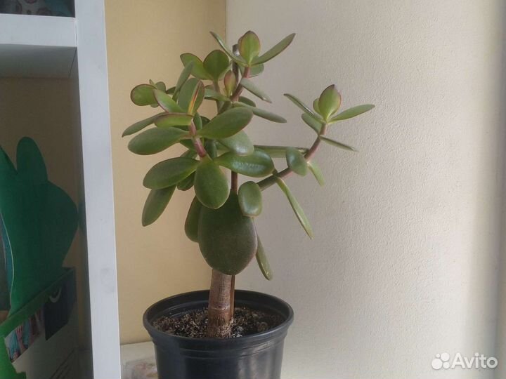Крассула толстянка (денежное дерево)