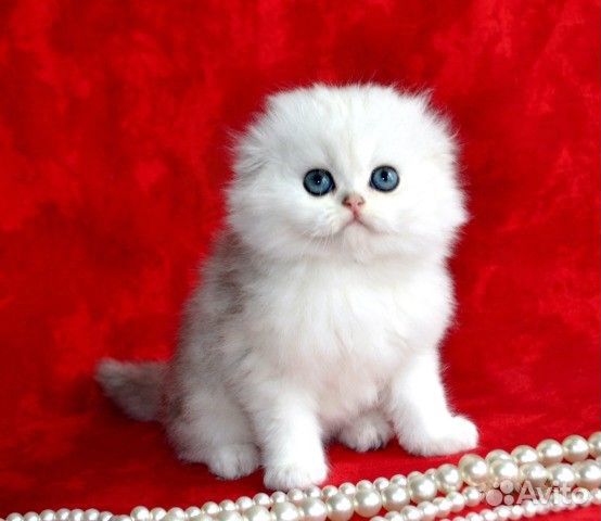 Шотландские вислоухие котята золото и серебро