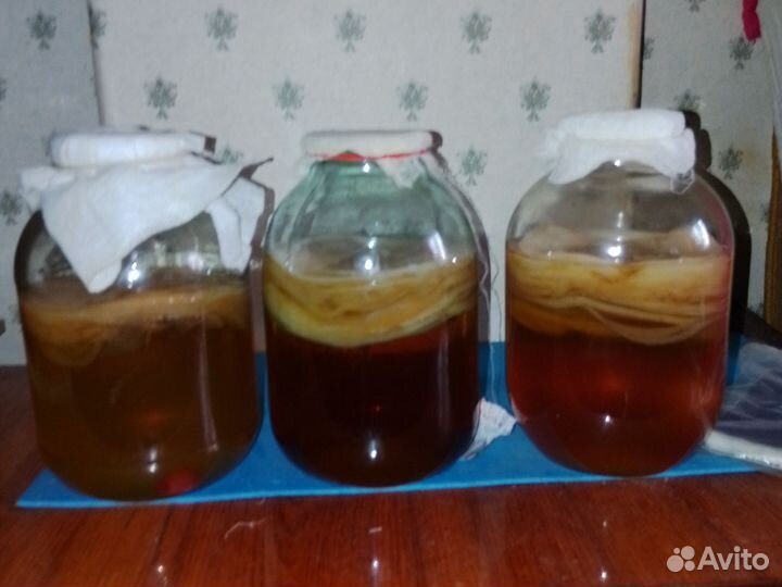 Чайный гриб бесплатно