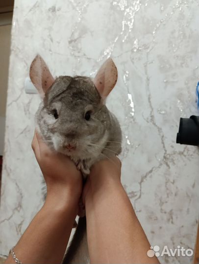 Шиншилла