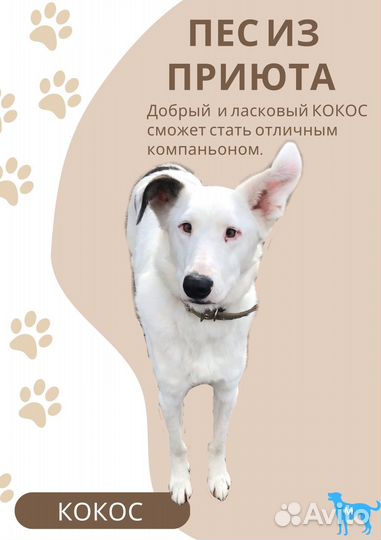 Пес Кокос ждет своего хозяина в приюте