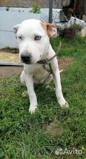 Отдам в добрые руки