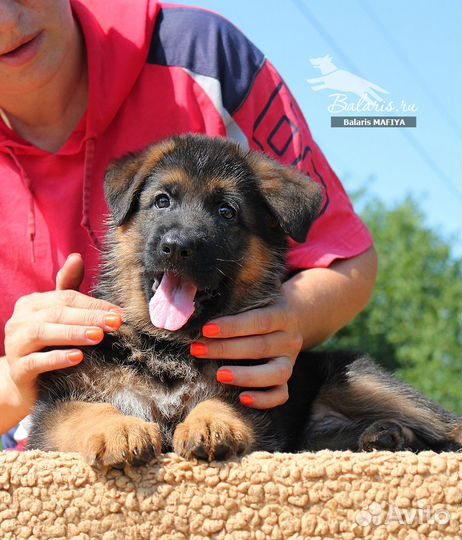 Щенки немецкой овчарки для разных целей, питомник