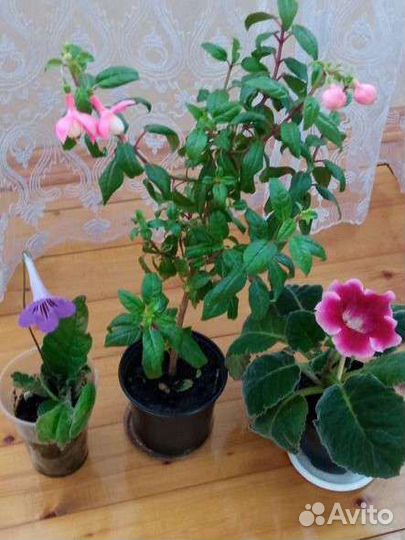Фукция, глоксинии, стрептокарпус