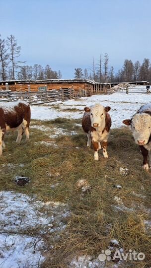 Коровы телята для разведения