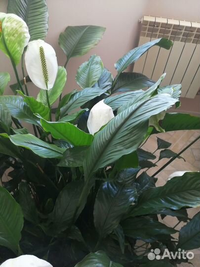 Спатифиллум