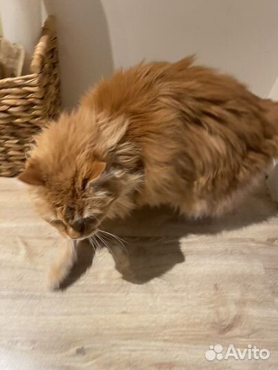 Рыжая пушистая кошка - Кузьминишна Ваше счастье