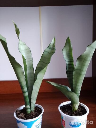 Сансевиерия