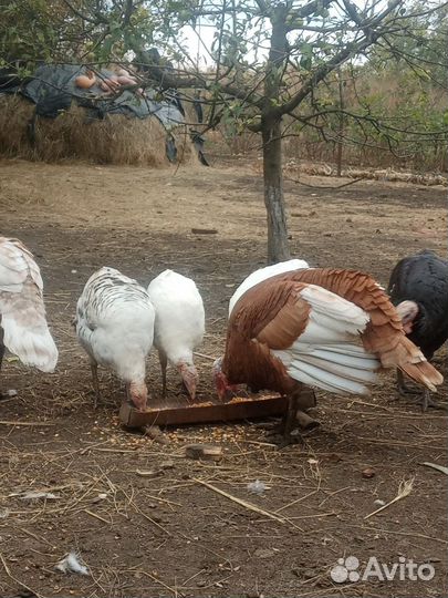 Индюки домашние