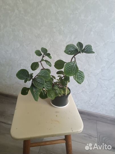 Плектрантус