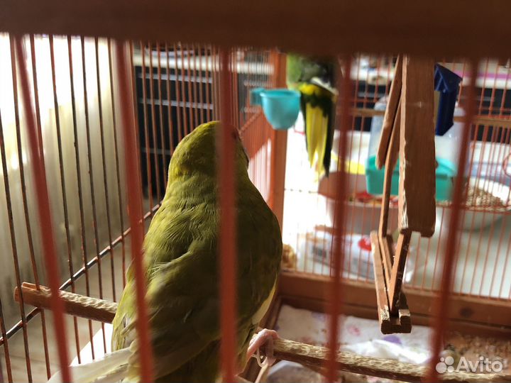 Попугаи с клеткой