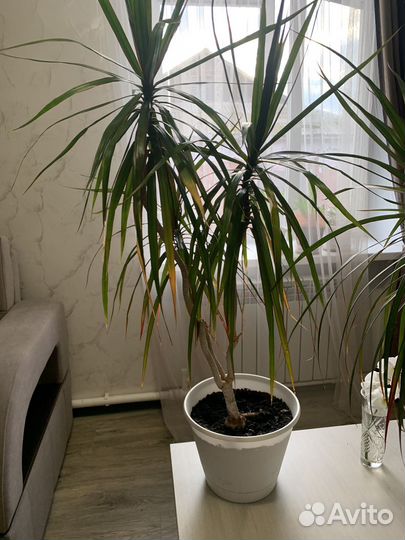 Комнатные цветы драцена