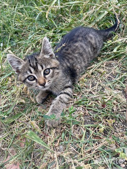 Котята в добрые руки 2 месяца