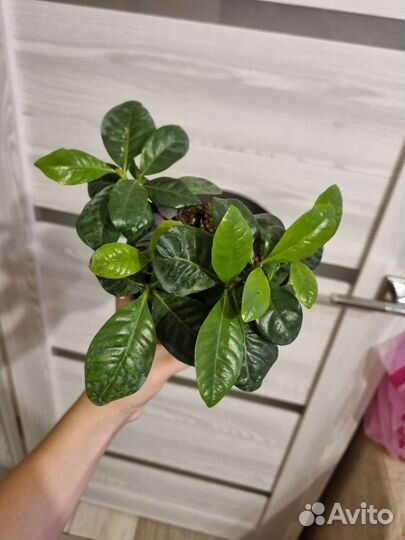 Гардения жасминовидная