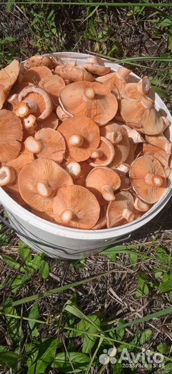 Грибы рыжики боровые, свежие