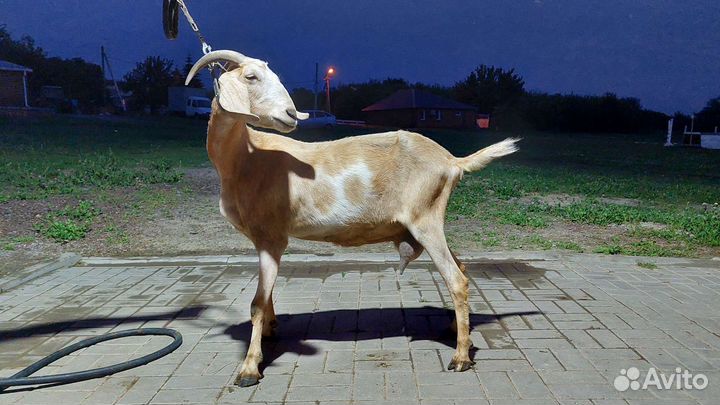 Коза нубийская дойная