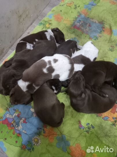 Продам щенков курцхаар