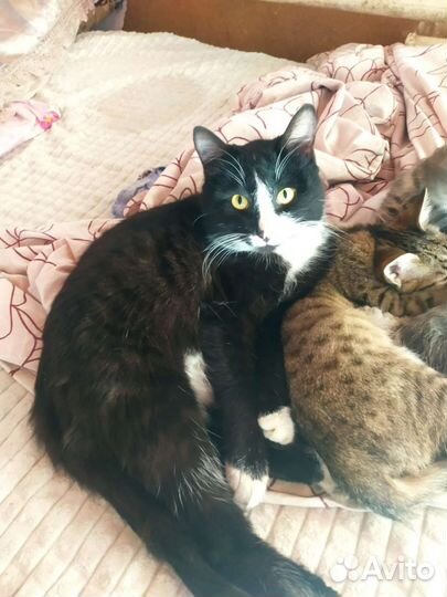 Продам кота