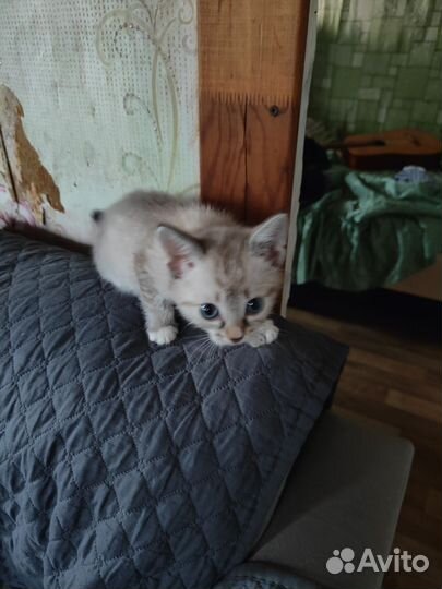 Котята в добрые руки бесплатно девочка