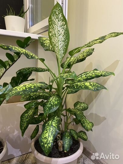 Диффенбахия