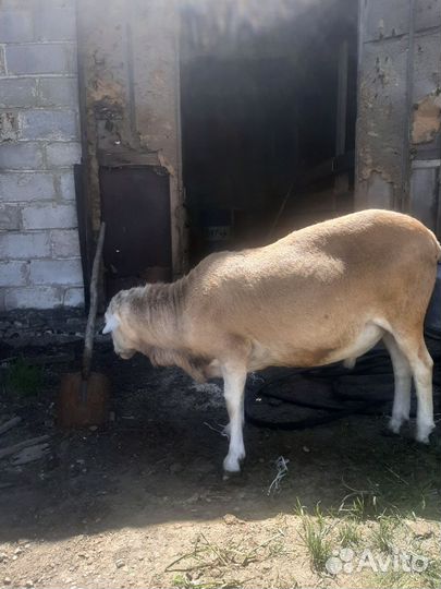 Катумский баран