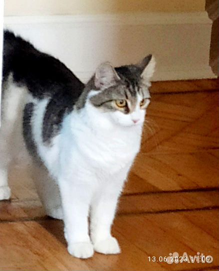 Две кошечки в добрые руки