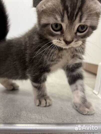 Котёнок вислоухий