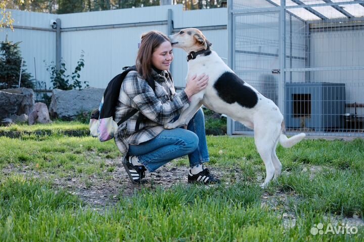 Небольшая собака в добрые руки