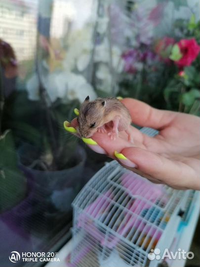 Джунгарский хомяк