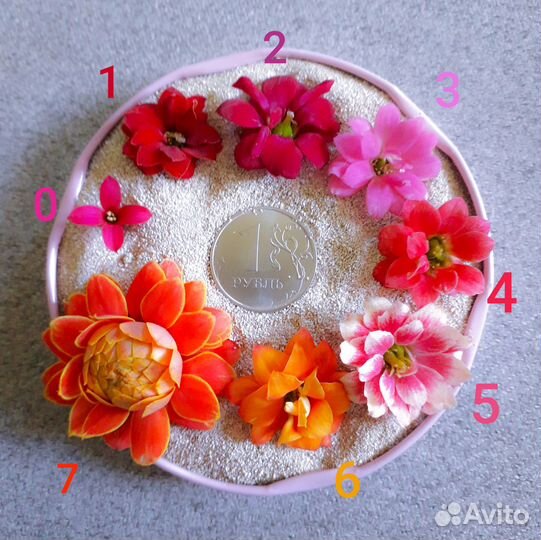 Каланхоэ Каландива