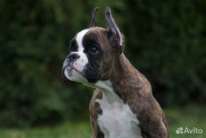 Щенок боксера. Девочка