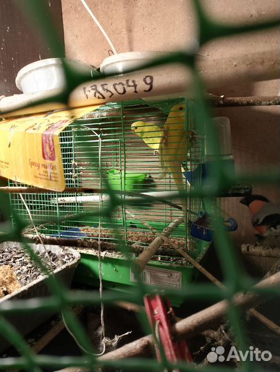 Волнистый попугай ручной