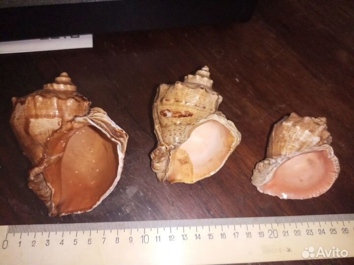 Морские раковины СССР