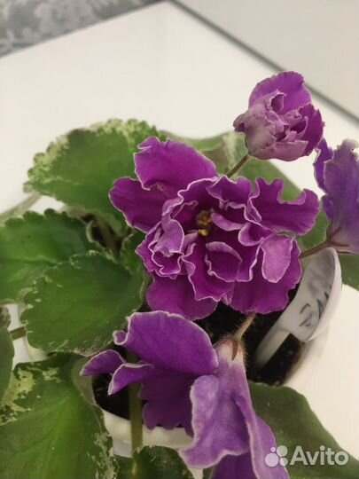 Фиалка Эллина