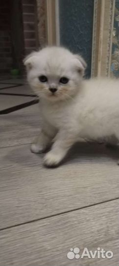 Котятки шотландцы