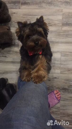 Стрижка собак