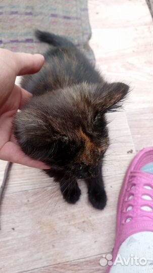 Котёнок в добрые руки