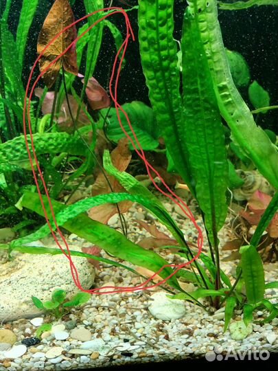 Аквариумное растение