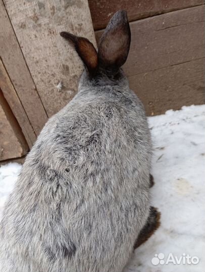 Кролик Полтавское серебро