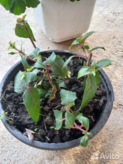 Фуксия ампельная