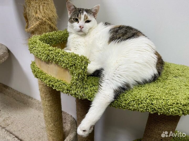 Кошка в добрые руки