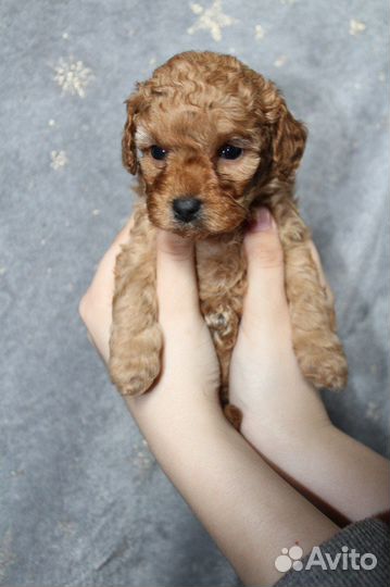 Щенки той-пуделя