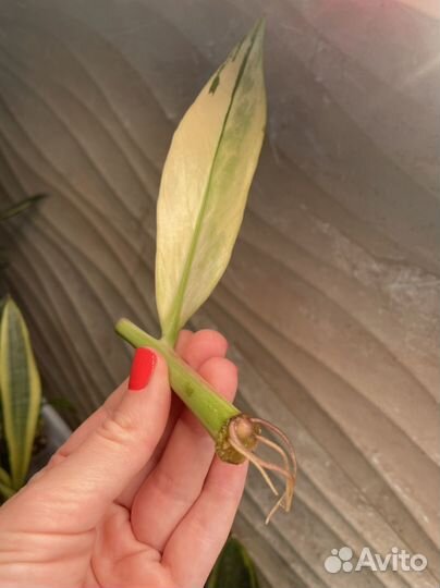 Замиокулькас вариегатный Emerald White