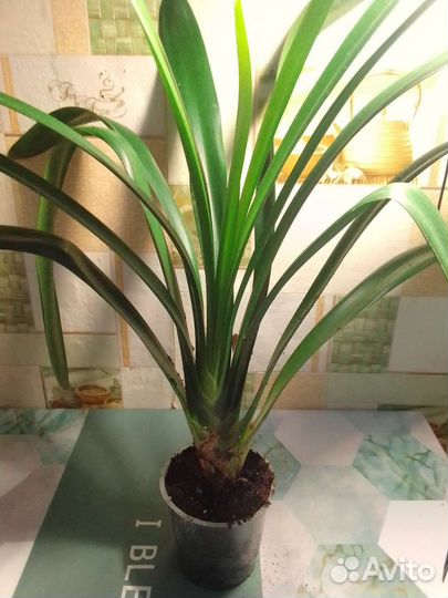 Кливия оранжевая