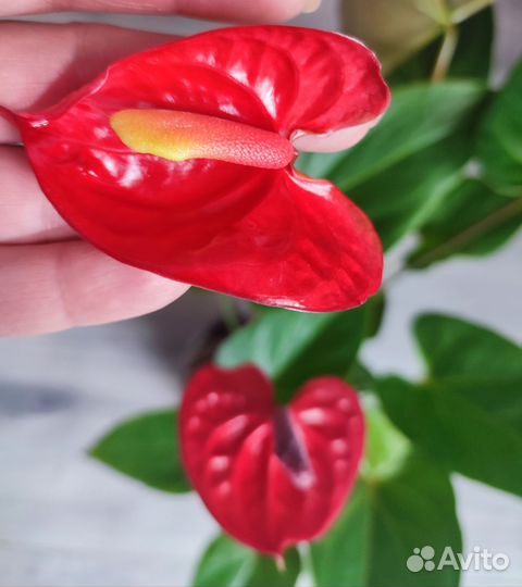 Антуриум Ред Коралл